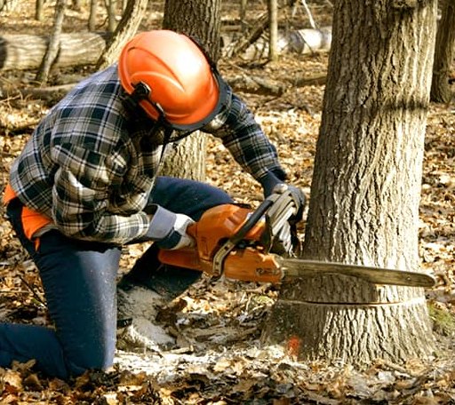Tree Removal in Bexar, AR
